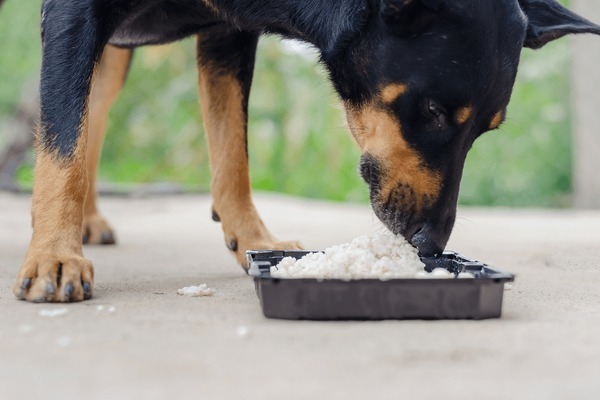 Meat and Rice Dog Food